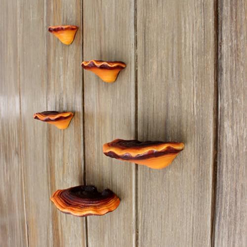 Ensemble de 5 étagères murales - Resin avis et prix