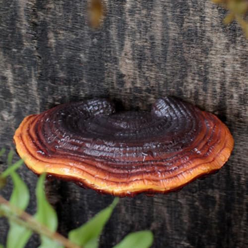 Ensemble de 5 étagères murales - Resin avis et prix